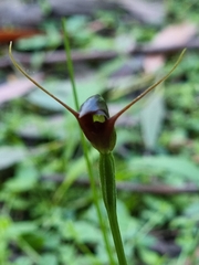 Pterostylis erecta