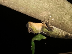 Acanthosaura lepidogaster