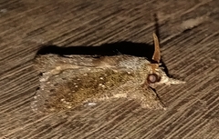 Euglyphis melancholica