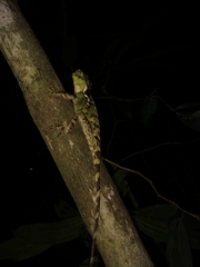 Acanthosaura lepidogaster