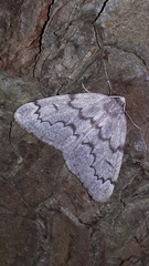 Nepytia pellucidaria