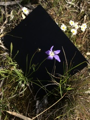 Wahlenbergia multicaulis