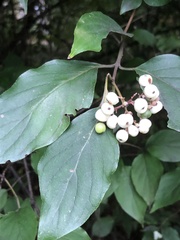 Cornus drummondii