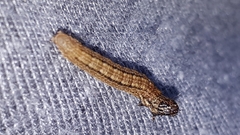 Limnaecia phragmitella