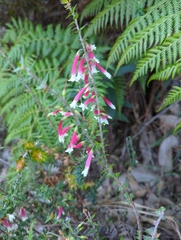 Epacris longiflora
