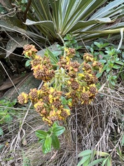 Espeletia corymbosa