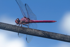 Orthemis ferruginea