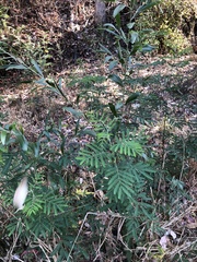 Acacia melanoxylon