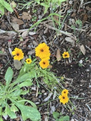 Coreopsis