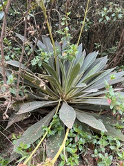 Espeletia corymbosa