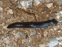 Ommatoiulus rutilans