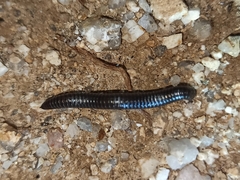 Ommatoiulus rutilans