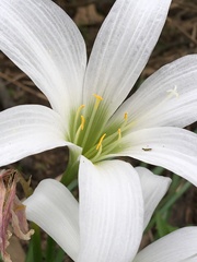 Zephyranthes atamasco