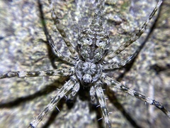 Tamopsis