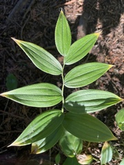 Streptopus lanceolatus