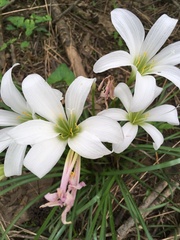 Zephyranthes atamasco