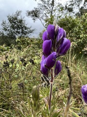 Lupinus