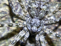 Tamopsis