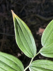 Streptopus lanceolatus