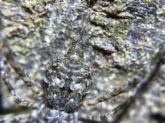 Tamopsis