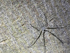 Tamopsis