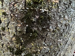 Frullania eboracensis