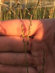 Sporobolus vaginiflorus