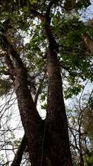 Schinus terebinthifolia