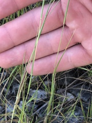 Sporobolus vaginiflorus