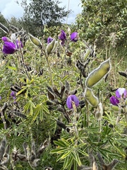 Lupinus