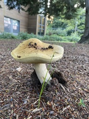 Boletus chippewaensis