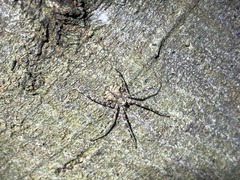Tamopsis