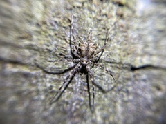 Tamopsis