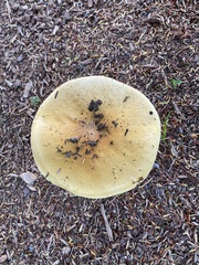Boletus chippewaensis