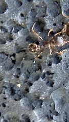 Tetramorium immigrans