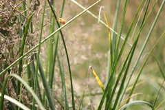 Neoxylocopa