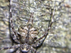 Tamopsis