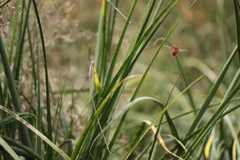 Neoxylocopa