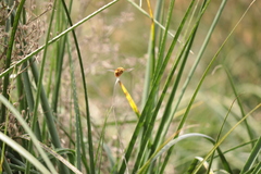 Neoxylocopa