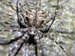 Tamopsis