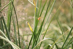 Neoxylocopa