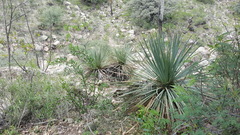 Dasylirion acrotrichum