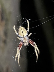 Eriophora