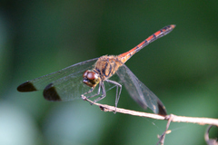 Sympetrum infuscatum