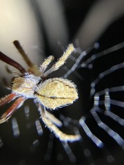 Eriophora
