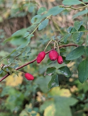 Rosa gymnocarpa