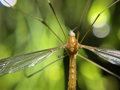 Tipulomorpha