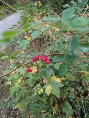Rosa gymnocarpa