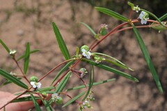 Euphorbia florida
