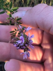 Lespedeza virginica